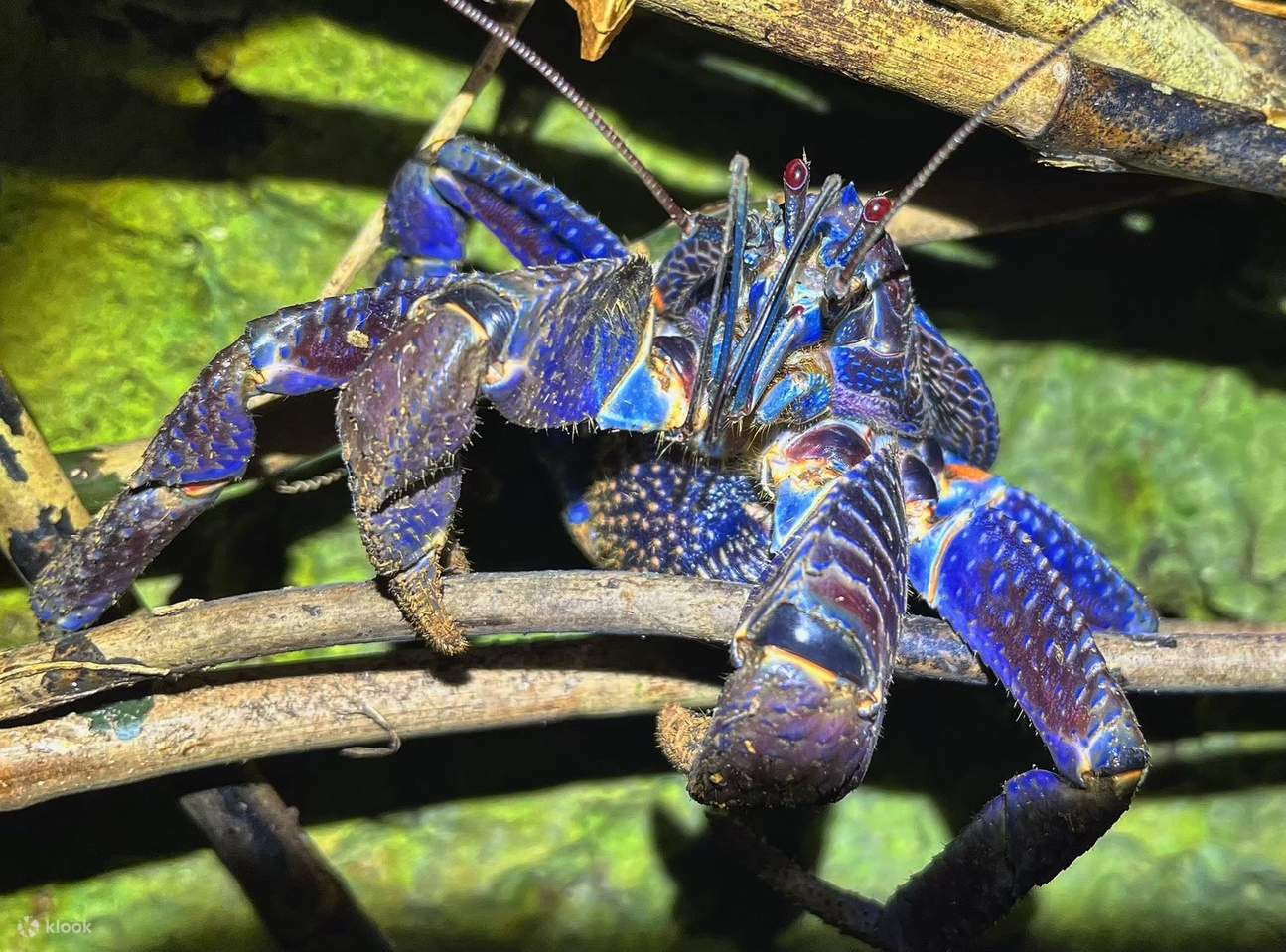 宮古島　亜熱帯ジャングル&星空ナイトツアー（沖縄）